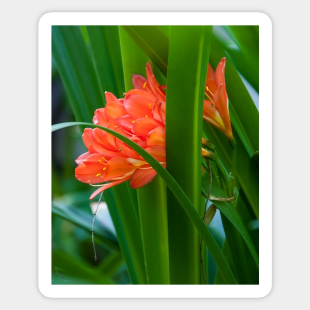 Orange Brilliance Peeking Out Between The Leaves Sticker by KirtTisdale